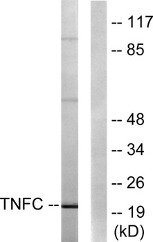 LT-β rabbit pAb