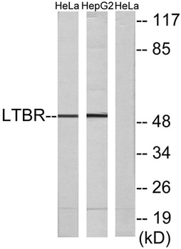 LTbetaR antibody