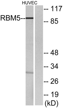 LUCA15 antibody