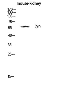 Lyn rabbit pAb