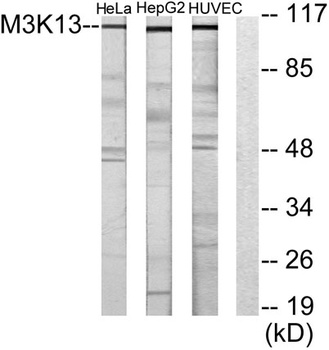 LZK rabbit pAb