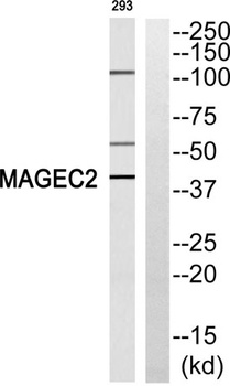 MAGE-C2 rabbit pAb