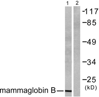 Mammaglobin B antibody