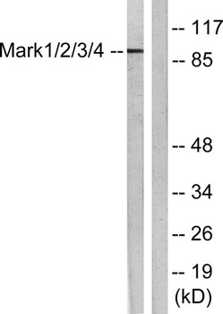 MARK1/2/3/4 antibody