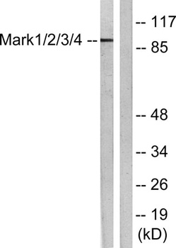 MARK1/2/3/4 rabbit pAb