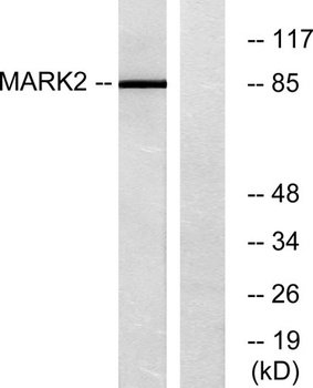 MARK2 antibody
