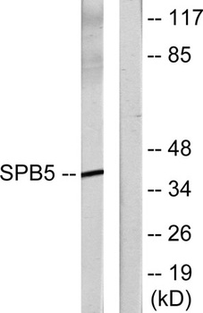 Maspin antibody