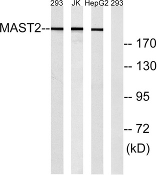 MAST205 rabbit pAb