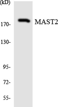 MAST205 antibody