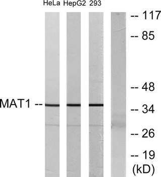 Mat1 antibody