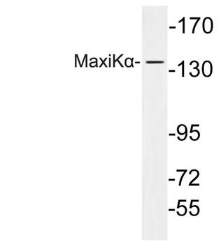 MaxiKα rabbit pAb