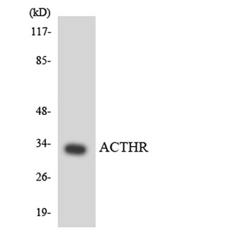 MC2-R antibody