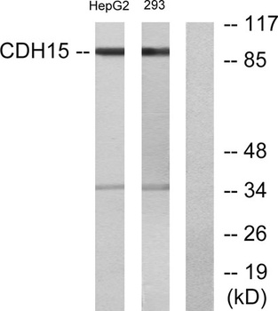 M-cadherin rabbit pAb
