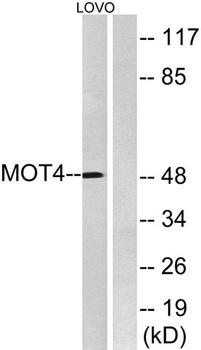 MCT4 antibody