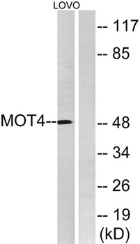MCT4 rabbit pAb