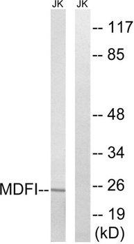 MDFI rabbit pAb