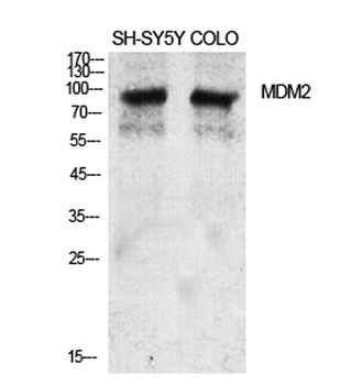 MDM2 rabbit pAb