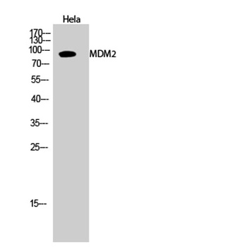 MDM2 rabbit pAb