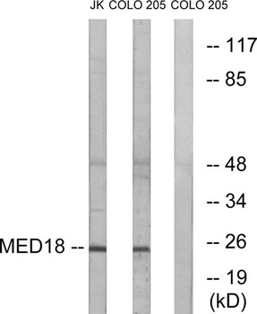 Med18 rabbit pAb