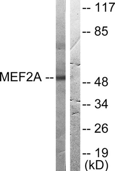 MEF-2 antibody