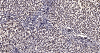 MEK Kinase-3 rabbit pAb