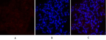 MEK-1/2 antibody