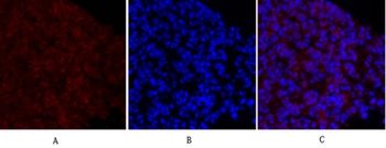 MEK-1/2 antibody