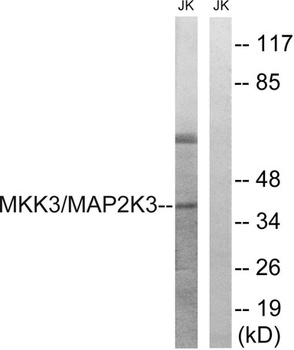 MEK-3 antibody