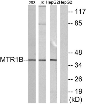 MEL-1B-R rabbit pAb