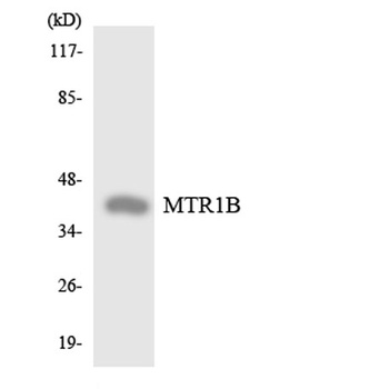 MEL-1B-R rabbit pAb