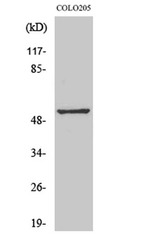 Melanopsin antibody