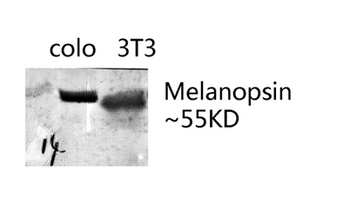 Melanopsin antibody