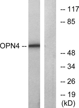 Melanopsin antibody