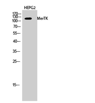 MerTK antibody