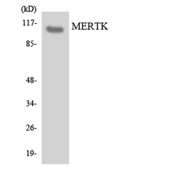 MerTK antibody