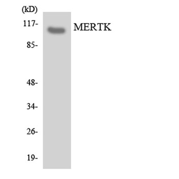 MerTK rabbit pAb
