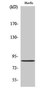 Mfn2 antibody