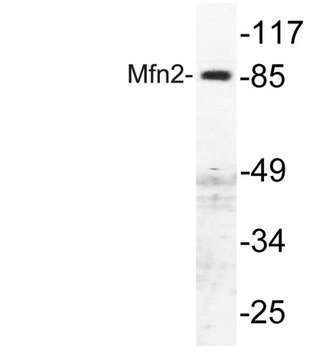 Mfn2 rabbit pAb