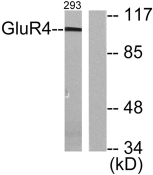 mGluR-4 rabbit pAb