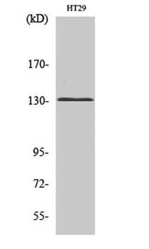 mGluR5 rabbit pAb Antibody