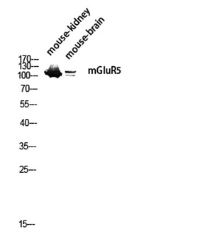 mGluR5 antibody