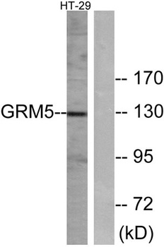 mGluR5 antibody