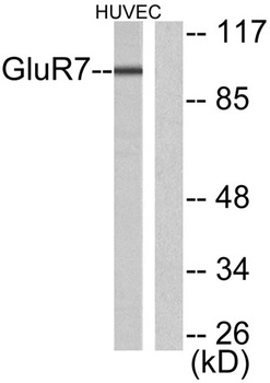 mGluR-7 antibody