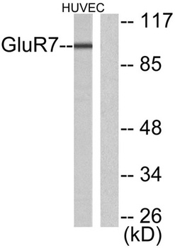 mGluR-7 rabbit pAb