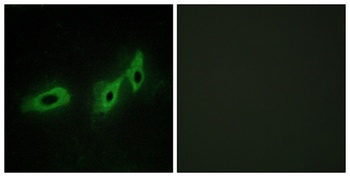 Midline-1 rabbit pAb