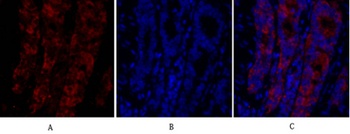 MIF antibody