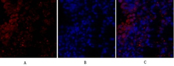 MIF antibody