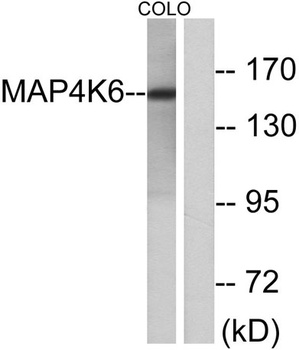 MINK1 antibody