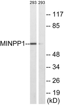 MIPP rabbit pAb