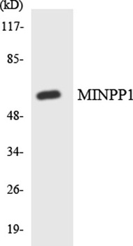 MIPP antibody